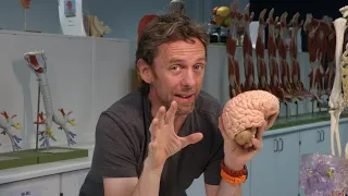Meninges and haematoma (anatomy)