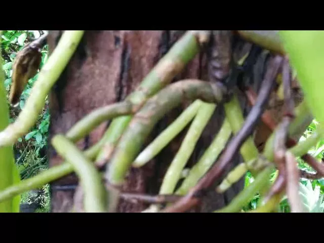 MOUNTED ORCHID VANDA SPECIES ON COCONUT TIMBER VANDA LIMBATA WITH NEW ROOTS