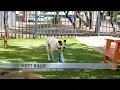 Tucson Subaru s Pet of the Week Playful pup Billy