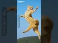 Download Lagu kucing joget dan motor #shorts