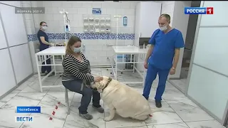 В Челябинске спасли лабрадора, которого хотели усыпить хозяева