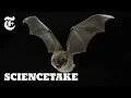 Secrets of the Bat Wing ScienceTake