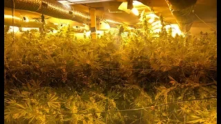 Vice Narcotics Search Warrant - 11459 Trail Ridge Run Brooksville