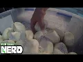 Reticulated Python Clutch as it nears the end of incubation what you may want to do