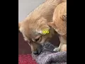 The Dog Who Waited—and the Kitten Who Never Left 🐱💔 (🎥 @kritterclub) #shorts #cat #dog #kitten #pet