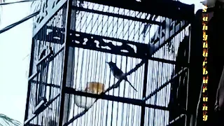 ciblek gunung brem rapat