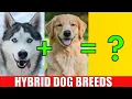 DOG HYBRID CROSSBREEDS Learn Mixed Designer Dog Breeds