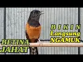 Download Lagu Murai Betina JAHAT  Bikin Jantan Langsung emosi Ngamuk