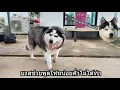 Download Lagu บาสช่วยพูดให้หน่อนคั่วไม่ได้ทำ | ข้าวเหนียว ขี้กระโปกหมา