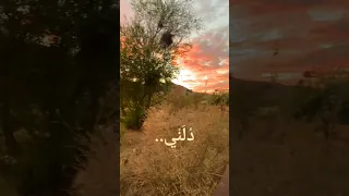 أنشودة دلني للمعالي يا صديق دلني حارت خطاي في ب نيات الطريق Shorts 