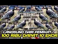 OBRAL HARGA PEMIKAT ! STOK RATUSAN EKOR HARGA PEDAGANG 100 RIBU DAPAT 10 EKOR HARI INI