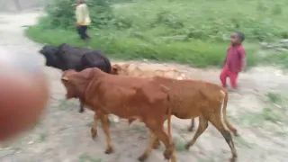 SALAWA NYANGUMI UJUMBE WA JANE MBESHI 2025 