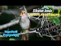 Download Lagu Sikatan londo full ngeroll panjang dan tembakan tajam,super ampuh untuk masteran murai batu,dll