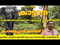 Download Lagu കാട്ടാന പകൽ തമ്പടിക്കുന്ന എസ്റ്റേറ്റ് മേഖലയിൽ പോയപ്പോൾ കണ്ടത് #elephant #forest #wayanad