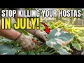 Your Hosta Needs This in July - 7 Mistakes Most Gardeners Make Fix Now