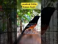 Download Lagu Murai batu gacor isian lovebird cililin kapas tembak #kicauprestasi
