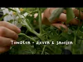 Download Lagu Tomaten snoeien \u0026 dieven in pot | zo houd je je planten sterk en productief 🍅