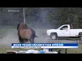 Bison tosses grandpa into the air at Yellowstone
