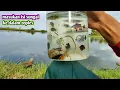 Download Lagu MASUKAN BERBAGAI JENIS IKAN SUNGAI KE TOPLES