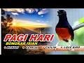 Lagu 🔴 LIVE - Pancingan Murai Batu Pagi Hari Agar Emosi Bongkar isian Cililin - Kenari gacor
