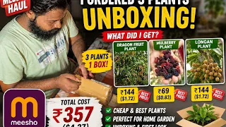 I Bought 3 Fruit Plants from Meesho for Just $4.27! 🇮🇳 vs 🇺🇸 Prices