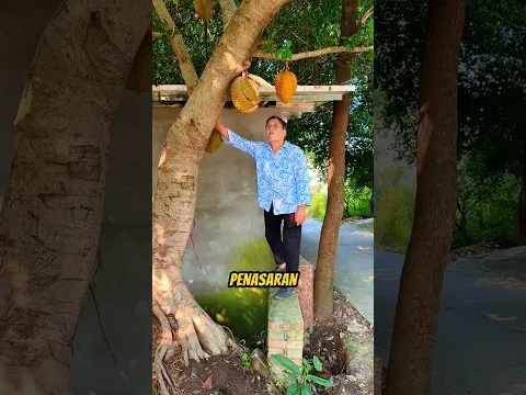 Jebakan durian nenek ini malah bikin kaget! 😆