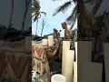 Ritmos Cósmicos y Vibración Tribal - Live Set - Downtempo, Organic House, World Music Mix by MUTA