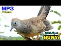 Download Lagu Suara Burung Perkutut TERBAIK Untuk Pancingan Dan Pikat Cepat Nyaut