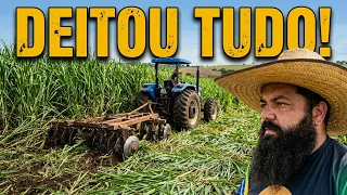 Passei a grade aradora no pasto de capiaçu, tenho planos para essa área