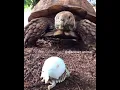 Lagu See the baby turtle meet its turtle mother after hatching