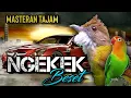 Download Lagu Masteran Lovebird Ngekek Panjang Vs Cucak Jenggot Untuk Isian Murai Batu,Kacer dan Cucak Ijo