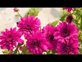 Download Lagu Do you know Plants love music?/Yethetho ennam valarthen song.ft-supertopics