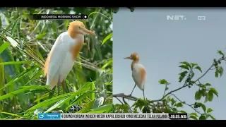 Download Burung Kokokan Menjadi Primadona Desa Wisata Petuju MP3