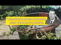 Download Lagu LAKUKAN INI KETIKA BONSAI SANCANG SUDAH TIDAK SEHAT ?? #bonsai #bonsaitree #bonsaiindonesia #sancang