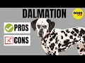 Dalmatian Dog Breed Profile - Pros and Cons of Owning a Dalmatian