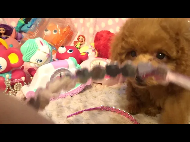 動画