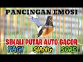 Download Lagu PANCINGAN MURAI BATU EFEKTIF NAIKKAN EMOSI DAN BIRAHI‼️SEKALI PUTAR MURAI BATU APAPUN LANGSUNG NYAUT