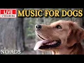Download Lagu 🔴[LIVE] Dog Music🎵🐶Calming Music for Dogs🐶💖Stress Relief for Dogs🦮Relaxing Music for Dog Sleep🔴7