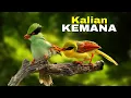 Download Lagu Jejak Perburuan Ekek Keling: Nyanyian Hijau yang Kian Sunyi di Rimba Nusantara