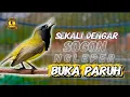 Lagu PANCINGAN SOGON BUKA PARUH NGLEPER SUPER FIGHTER #sogon #sogonngleper #sogongacordor 