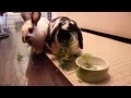 Should you feed your rabbits carrots