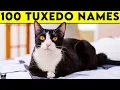 Tuxedo Cat Names - 100 Names For Your Black and White Cat