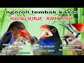 Download Lagu Kombinasi Masteran Burung Lomba || Ngerol Tembak Kasar Materi Nyambung Sejalur
