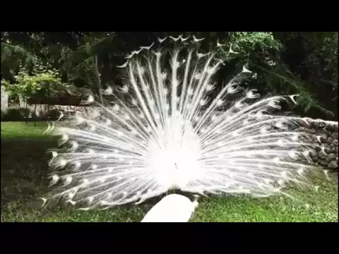 White peacock opening feathers The most beautiful white peacock