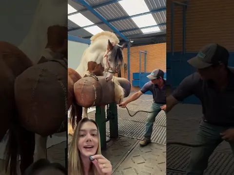 Reprodução equina #shorts