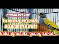 Lagu 100% TERBAIK!! Masteran dan Pancingan Tembakan Rapat CUCAK KELABU GACOR