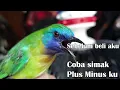 Download Lagu plus minus pelihara burung kinoi