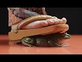 Download Lagu Barefoot Crushing ASMR: Audience Requests Fulfilled!! #trampling