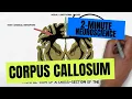 2-Minute Neuroscience Corpus Callosum