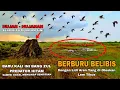 Download Lagu Wowww.. banyak sekali ‼️ belibisnya udah kayak madu yg beterbangan berburu belibis dengan lem tikus.